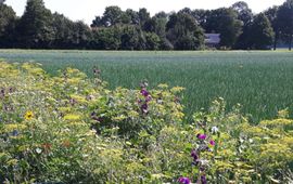 Bloemrijke akkerrand in Flevoland