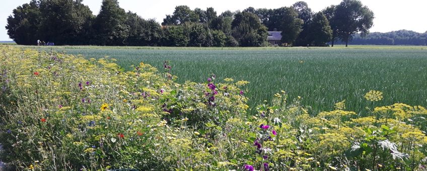 Bloemrijke akkerrand in Flevoland