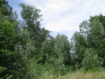 Habitat van de wielewaal in de Achterhoek. Bosje met populier, wilg en els langs de Slinge, Beltrum