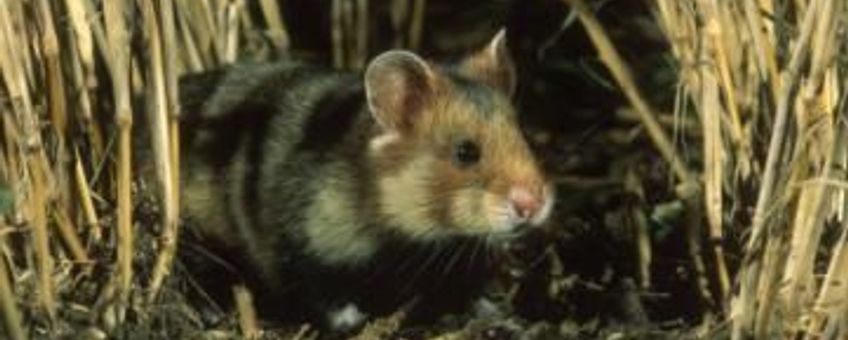 Europese Hamster