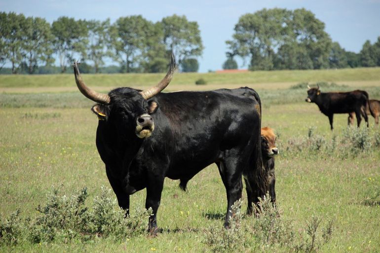 Camiel: “Auroch-stieren maken bijvoorbeeld kuilen om hun territorium af te bakenen. En in die kuilen zitten veel insecten.”