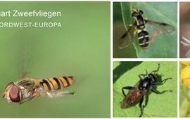 EIS Kenniscentrum Insecten Zoekkaart zweefvliegen lead