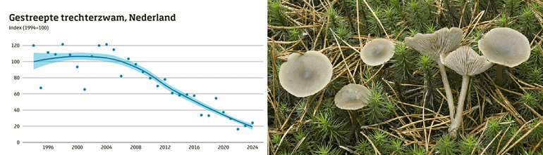 Verspreidingstrend van Gestreepte trechterzwam, een strooiselafbreker