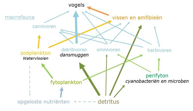 Een heel voedselweb profiteert van natte overstromingsvlaktes