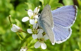 Nu een blauwtje in de tuin is zeker een boomblauwtje