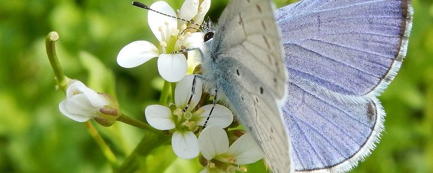 Nu een blauwtje in de tuin is zeker een boomblauwtje