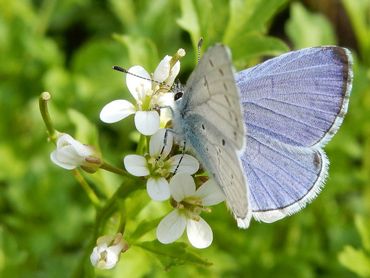 Nu een blauwtje in de tuin is zeker een boomblauwtje