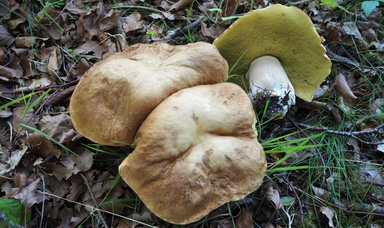 Vroeg eekhoorntjesbrood - Boletus reticulatus