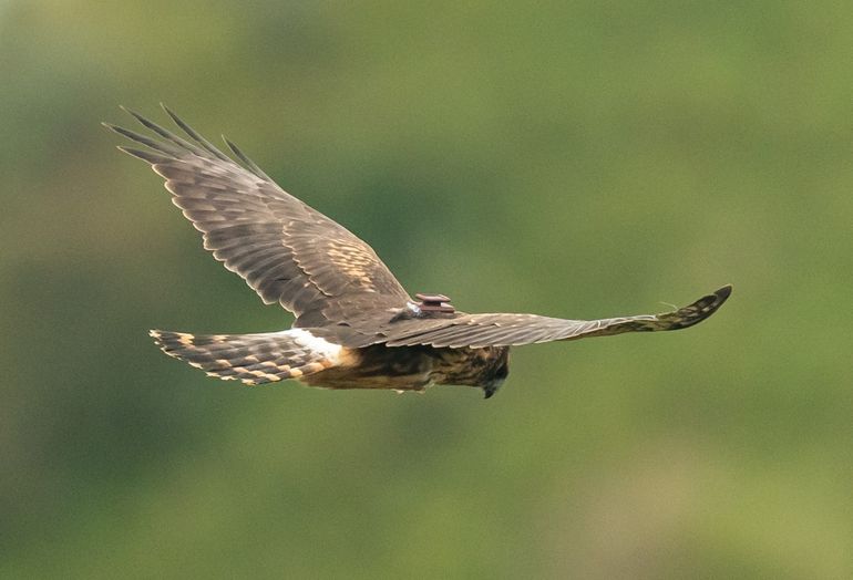 Met zenders wordt de sterfteoorzaak van jonge blauwe kiekendieven onderzocht