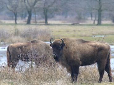 Wisenten hebben een donkerbruine vacht, een slanke taille en diepe borst waar de schouderwervels hoog bovenuit steken. Hoorns zijn kort en krommen naar binnen