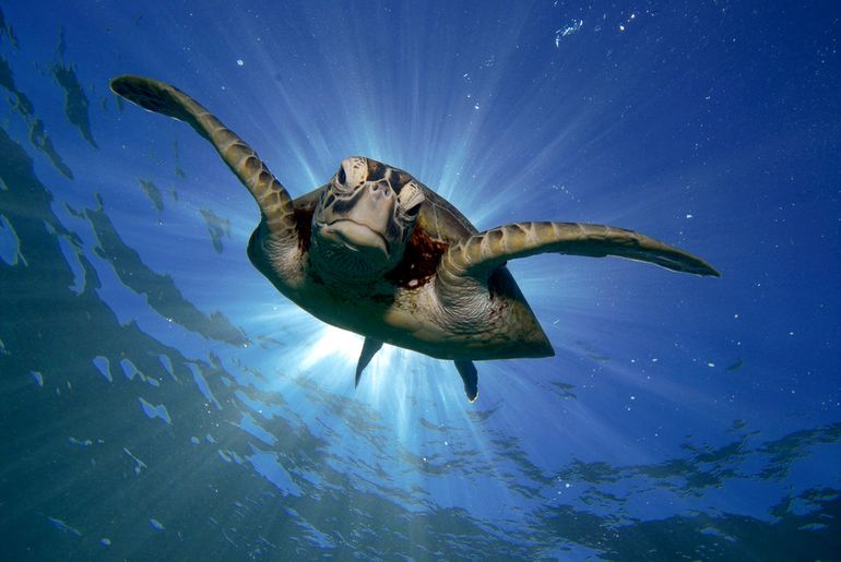 Groene zeeschildpad