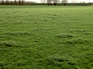 De uiterwaarden bij Culemborg waren soortenarm grasland of maisakker