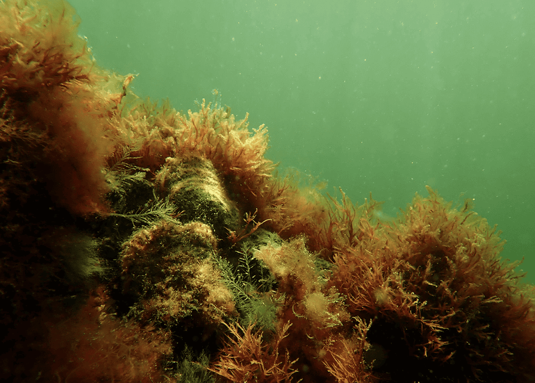 Ooit overvloedig in de Noordzee, nu een zeldzaamheid: de Europese platte oester