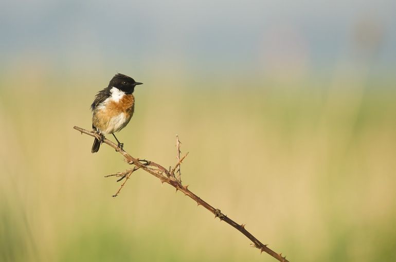 De roodborsttapuit zit vaak vanaf een hogere plek op de uitkijk naar eten