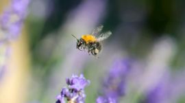 Akkerhommel op lavendel