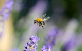 Pieter Haringsma Akkerhommel op lavendel