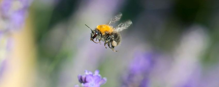 Akkerhommel op lavendel