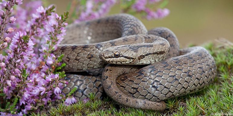 De gladde slang wordt wel eens verward met een adder, maar als je weet waarop te letten is dat niet nodig