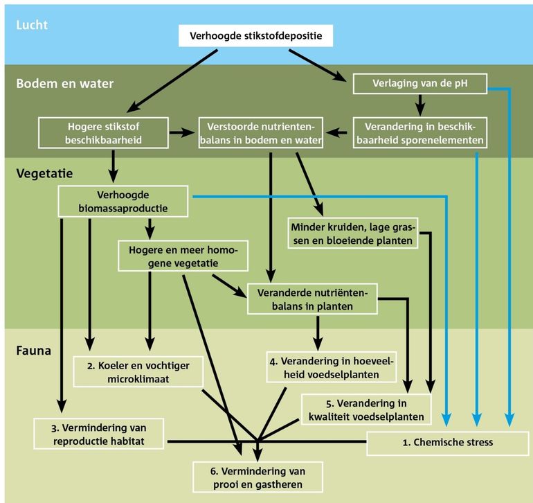 Routes waarlangs N-depositie directe effecten en indirecte effecten heeft op bodem en water en vervolgens op de vegetatie en fauna. De blauwe pijlen komen uitsluitend voor in aquatische systemen of in heel vochtige bodems. Andere routes kunnen voorkomen in zowel aquatische als terrestrische systemen. Naar een figuur van Marijn Nijssen