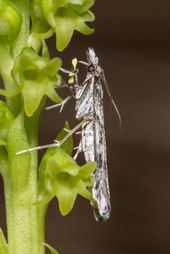 Een Grasmot, een regelmatige bestuiver van Tweehartenorchis. Aan zijn tong kleven de pollenpakketjes