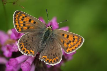 Bruine vuurvlinder, een van de 18 geheel uit Noord-Brabant verdwenen schraallandinsecten