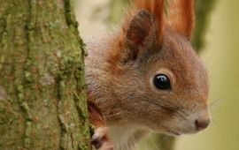 Sciurus vulgaris. Eekhoorn