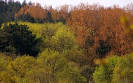 herfstbos Castricum