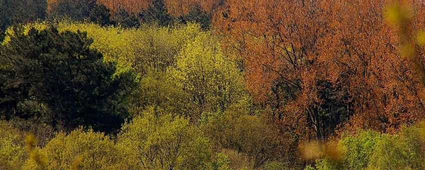 herfstbos Castricum