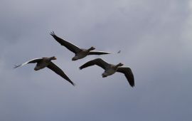 Anser anser, Grauwe gans