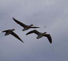 Anser anser, Grauwe gans