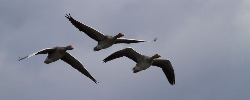 Anser anser, Grauwe gans