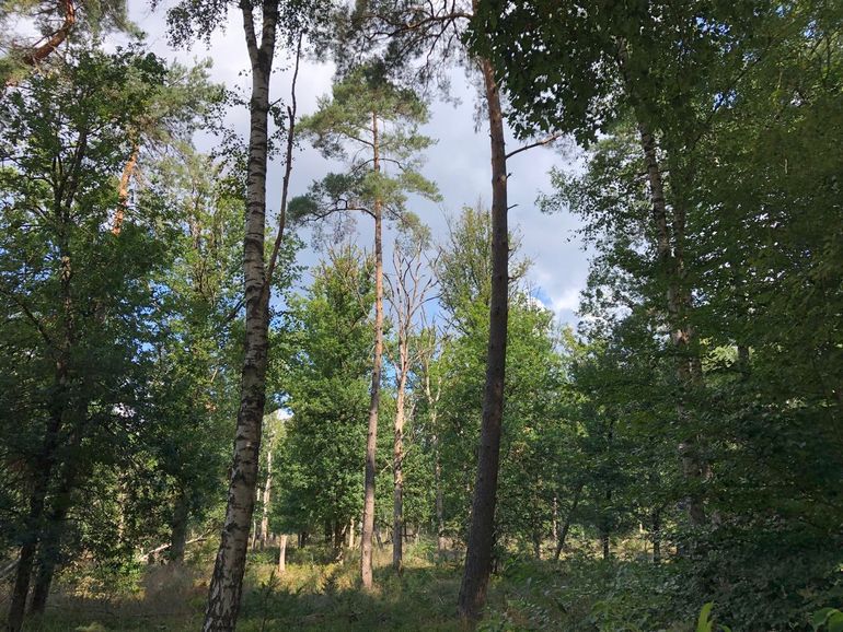 Bos op de Veluwe met stervende eiken