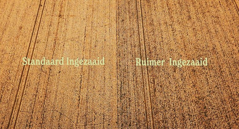 Van bovenaf is het verschil tussen gangbaar en ruimer gezaaid graan goed te zien
