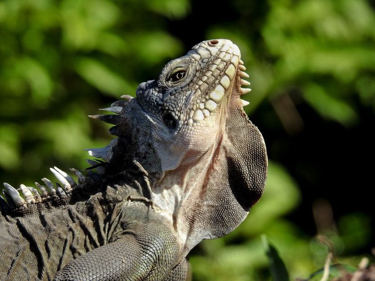 Lesser Antillean iguana (Iguana delicatissima)