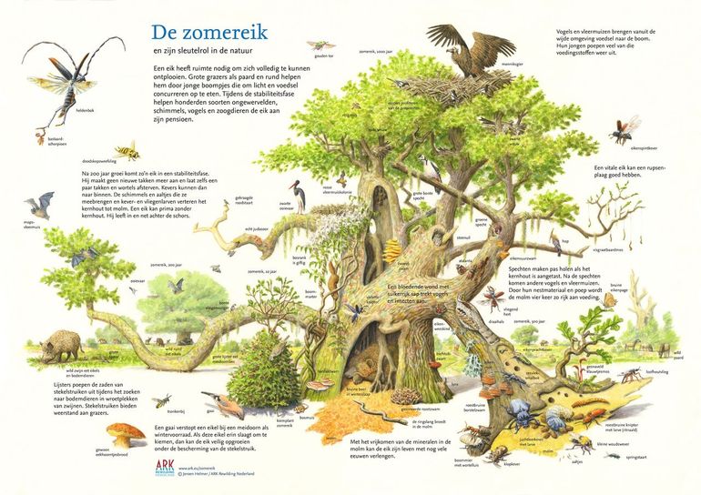 Gaandeweg wordt duidelijk hoe ingenieus planten en dieren samenleven en samenwerken, zoals bij de levensloop van een duizend jaar oude eik. In het boek kun je haar levensloop volgen van eikel tot dode boomstam die in de rivier meedrijft naar zee en onderdak biedt aan talloze insecten, vogels en zoogdieren.