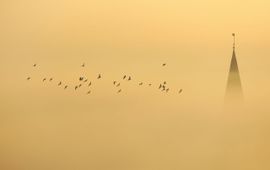 Thijs Glastra Roeken en kauwtjes in de mist