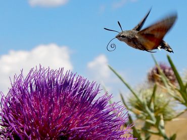 De kolibrie schiet van bloem naar bloem, maar gaat er niet op zitten