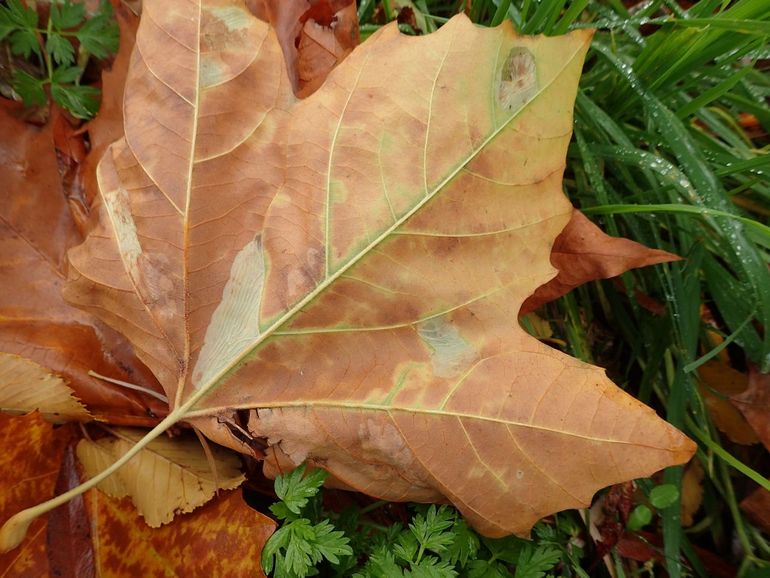 De plataanvouwmijnmot graaft gangen in blad van platanen