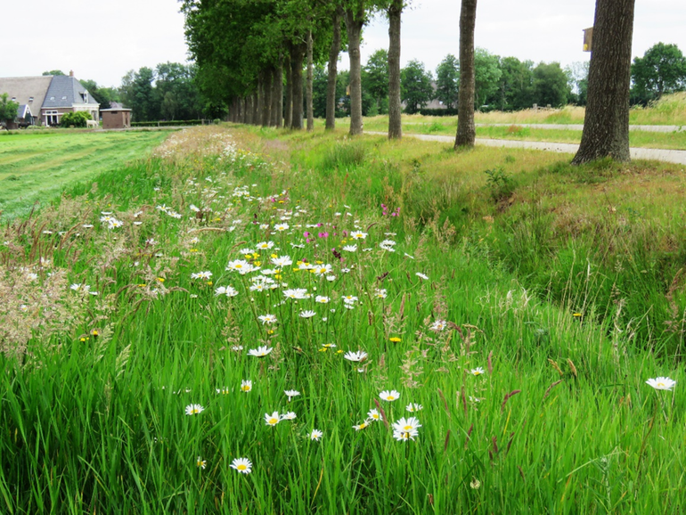 Proeflocatie natuurlijke bestrijding eikenprocessierups Wapserveen