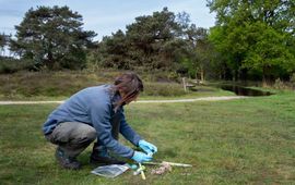 Gevonden uitwerpselen van de wolf worden onderzocht