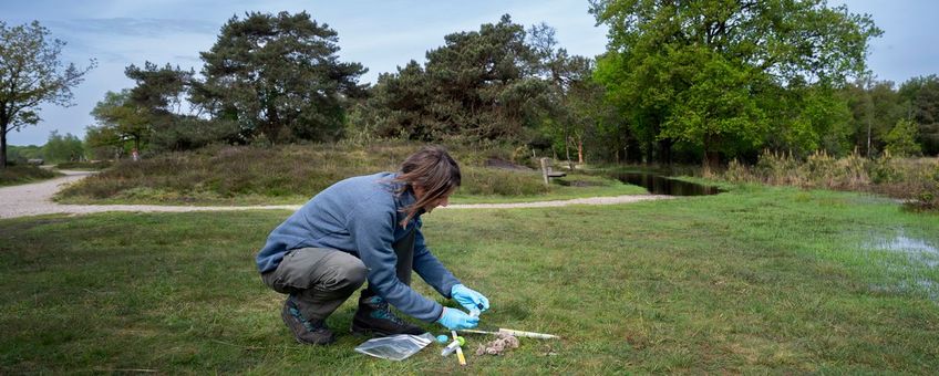 Gevonden uitwerpselen van de wolf worden onderzocht