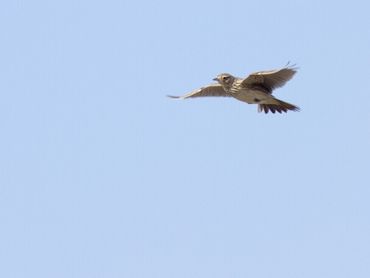 Veldleeuwerik, een van de boerenlandvogels die sterk is achteruit gegaan