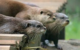 Otters