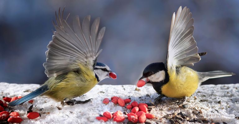 Pimpelmees en koolmees samen aan tafel