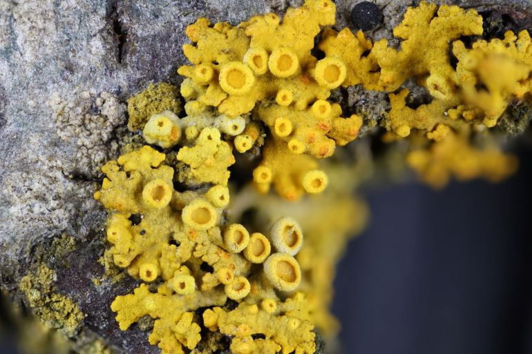 Klein dooiermos (Polycauliona polycarpa) groeit op plekken met veel stikstof in de lucht