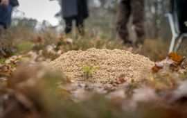 Schelpengruis Veluwe