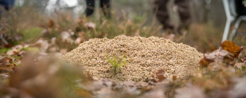 Schelpengruis Veluwe