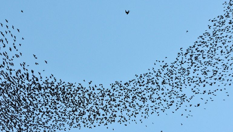 Het is voor een roofvogel een stúk moeilijker een spreeuw te grijpen in zo'n verwarrende zwerm.