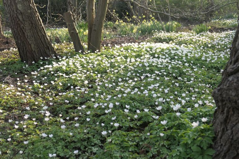 Bosanemonen in De Braak, Amstelveen