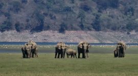 Aziatische olifanten in het Jim Corbett National Park (eenmalig exclusief WUR)
